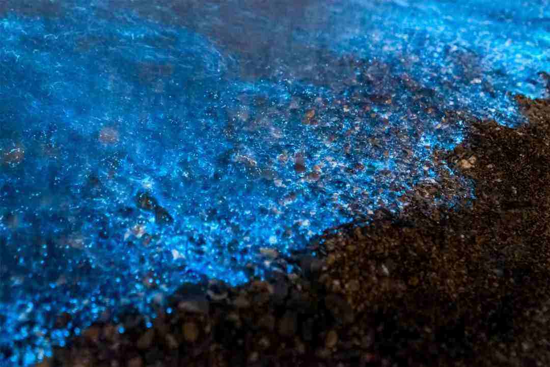 讲解！大连荧光海滩“纯一不杂”