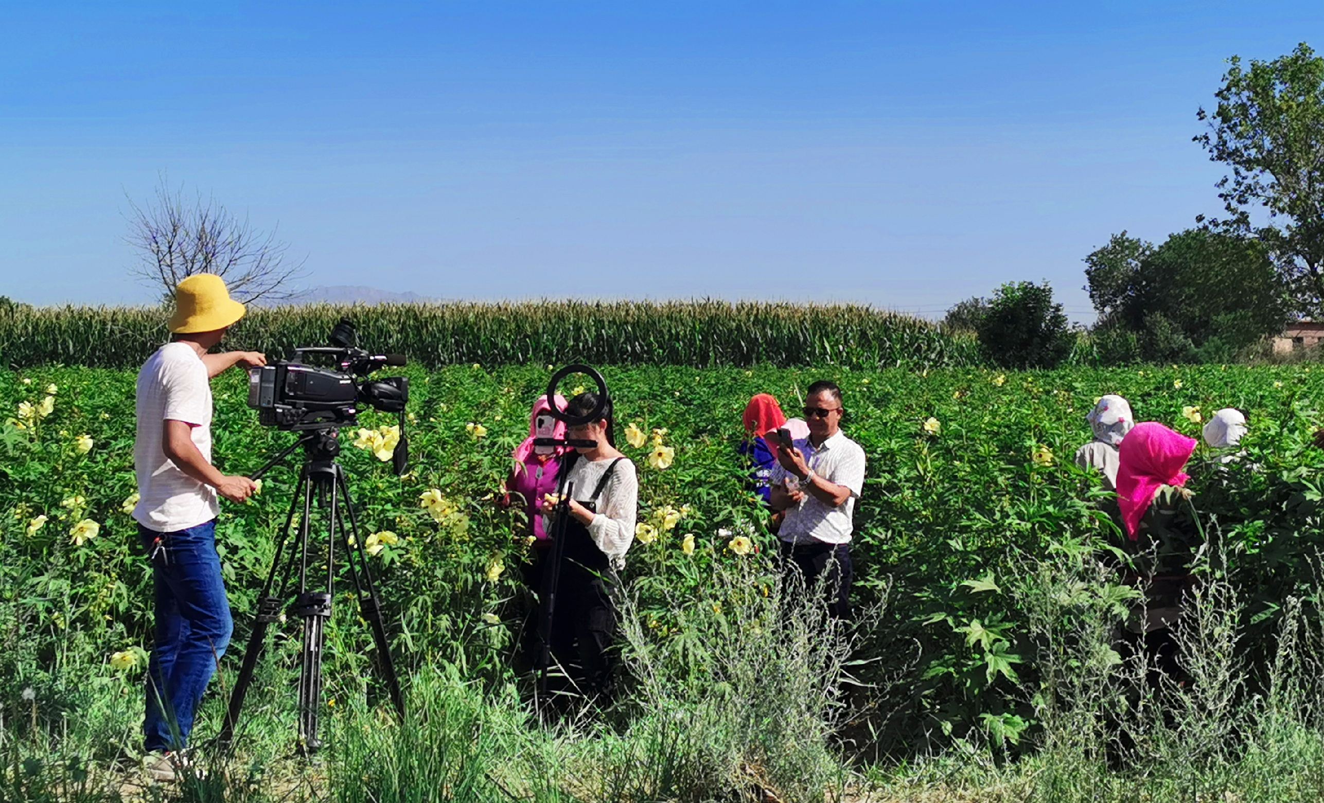 达人分享！胜利花“纯一不杂”