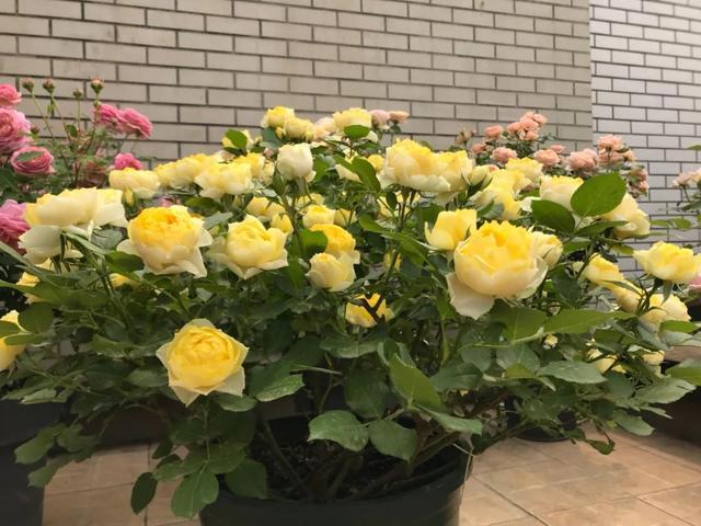 达人分享！胜利花“纯一不杂”