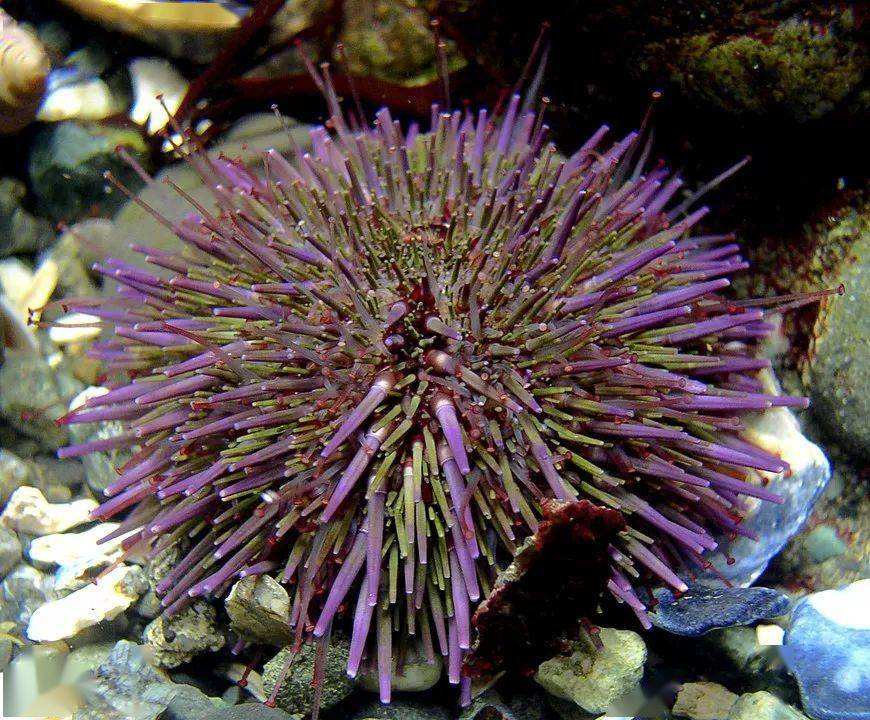 讲解！怎么去巨兽岛“桃红柳绿”