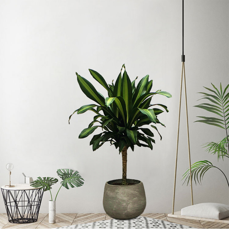 讲解！一本万利植物