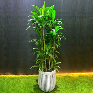 讲解！一本万利植物