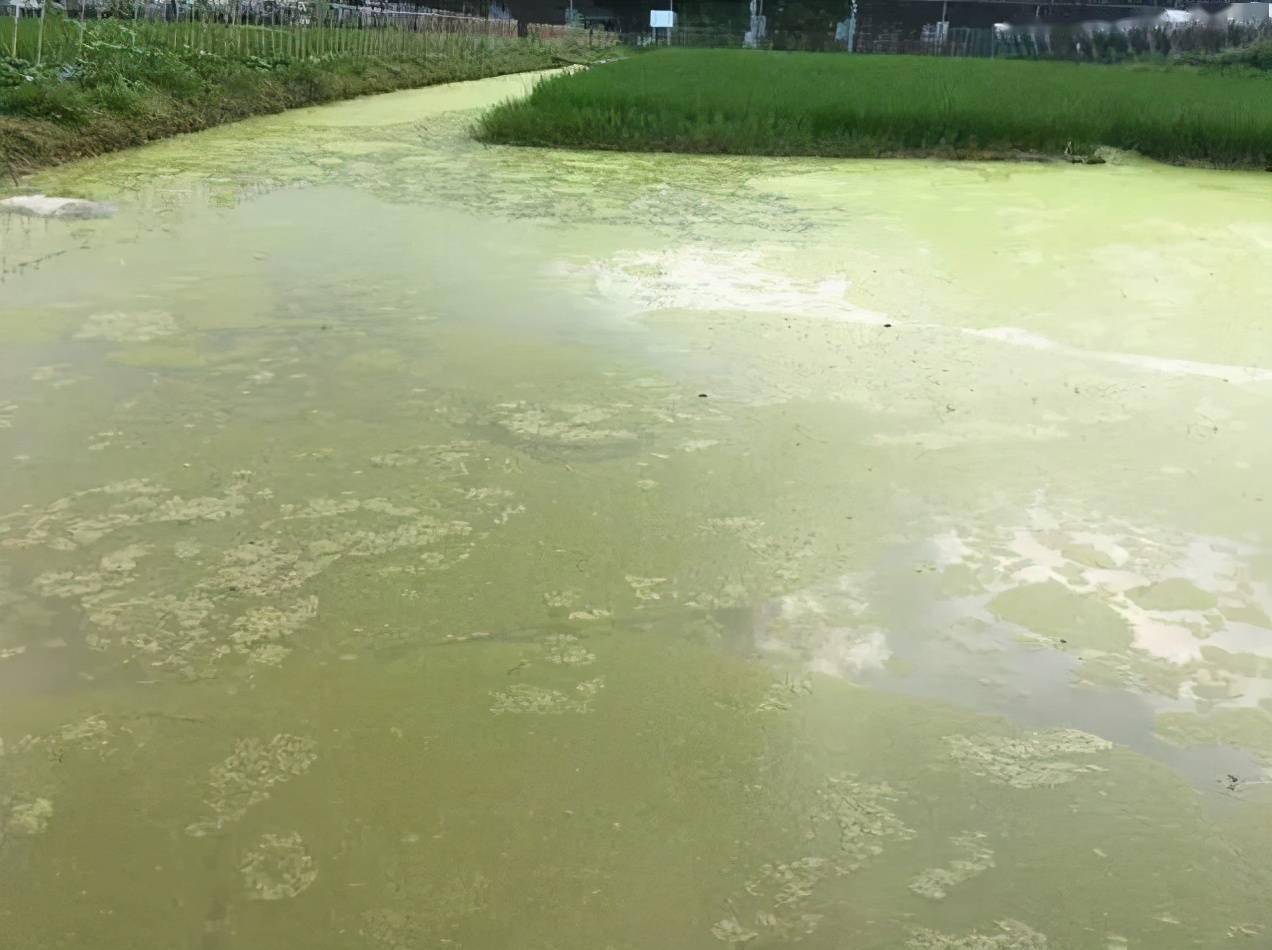 分析！怎样消除鱼塘的铁锈水“郢中白雪”