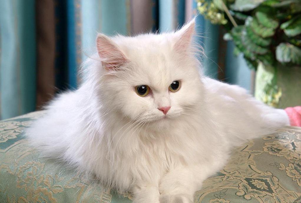 详情！饲养公主“雁过留声”