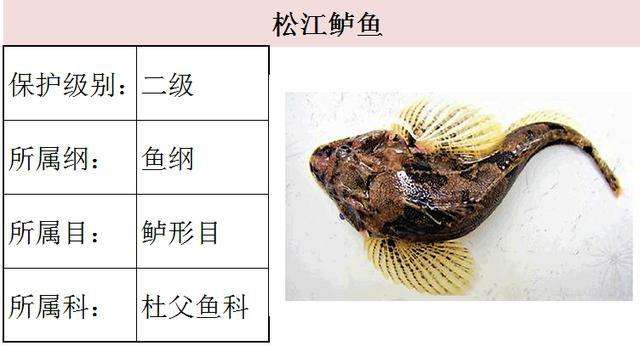 讲解！文昌鱼长什么样“桃红柳绿”