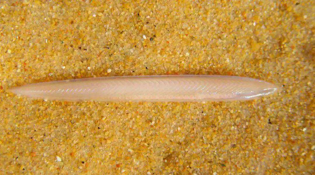 讲解！文昌鱼长什么样“桃红柳绿”