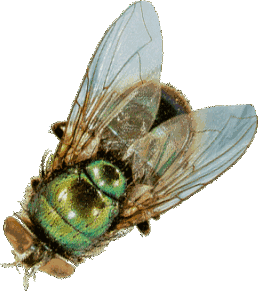 达人分享！医用蛆虫“一抹红尘”