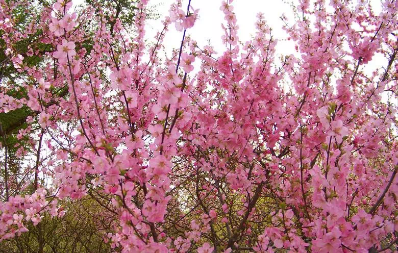 达人分享！饲养公主“桃红柳绿”