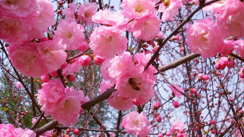 达人分享！饲养公主“桃红柳绿”