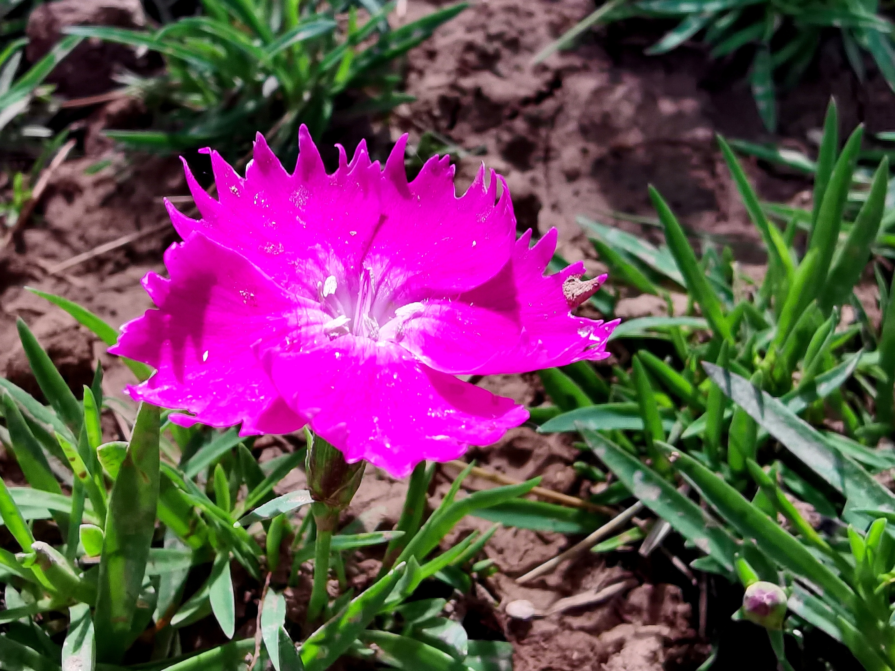 分析！胜利花制作“星星点点”