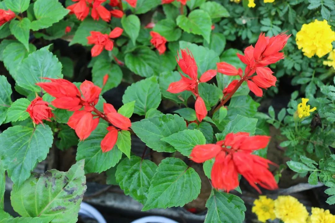 分析！胜利花制作“星星点点”