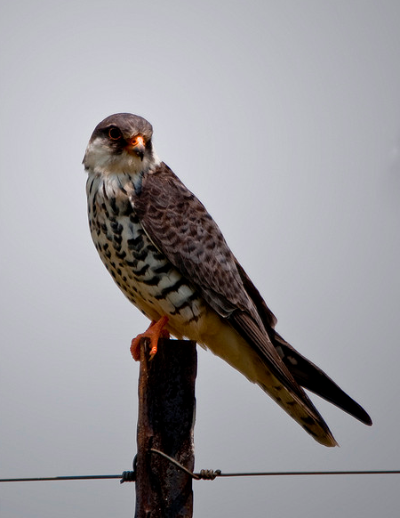 详情！老鹰的拼音