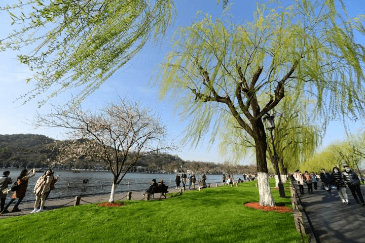 分析！杭州景区单双号限行“桃红柳绿”