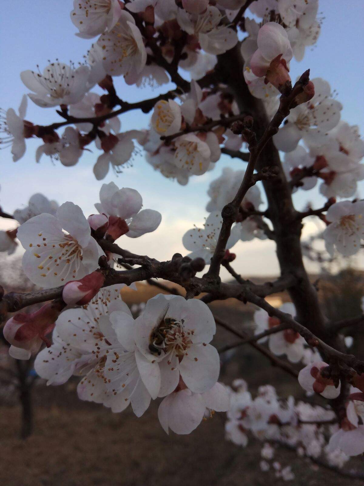 分析！十月一上坟“桃红柳绿”