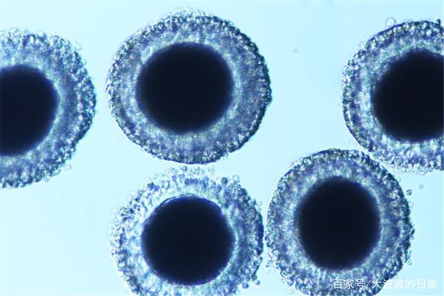 分析！为什么不能克隆人“空谷幽兰”