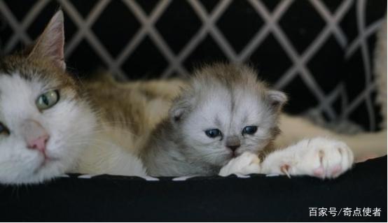 分析！为什么不能克隆人“空谷幽兰”