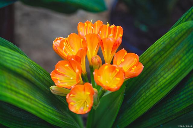 达人分享！官宦子弟“高情逸态”