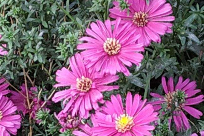 详情！躲春是什么意思怎么躲2021“桃红柳绿”