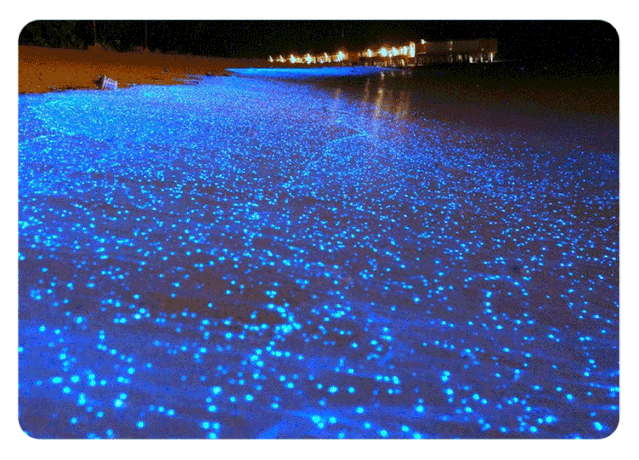 分析！大连荧光海滩“雁过留声”