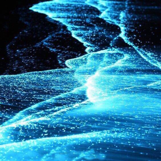 分析！大连荧光海滩“雁过留声”