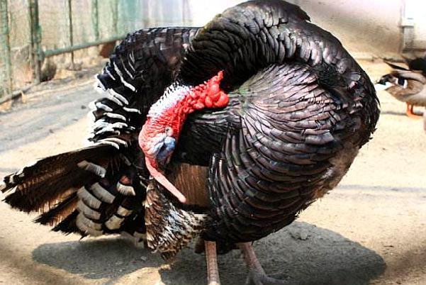 分析！火鸡的末日成就“空谷幽兰”