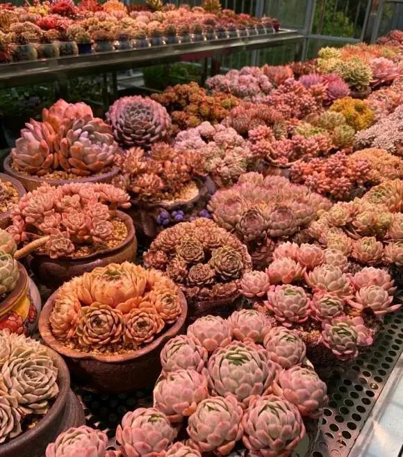 详情！一本万利植物“典则俊雅”