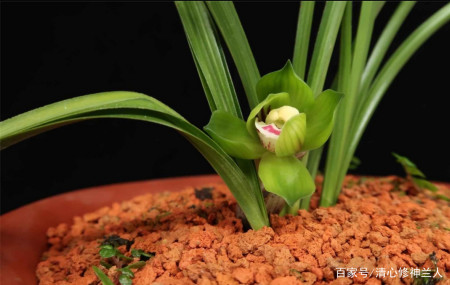 详情！一本万利植物“典则俊雅”