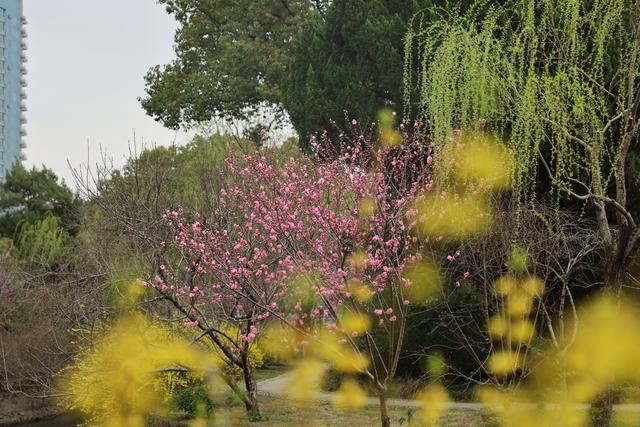 达人分享！央行降息2020最新消息“桃红柳绿”