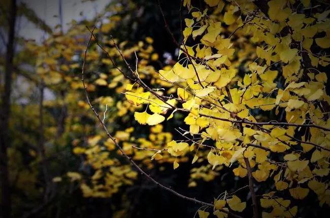 详情！爱的娇躯完整版“空谷幽兰”