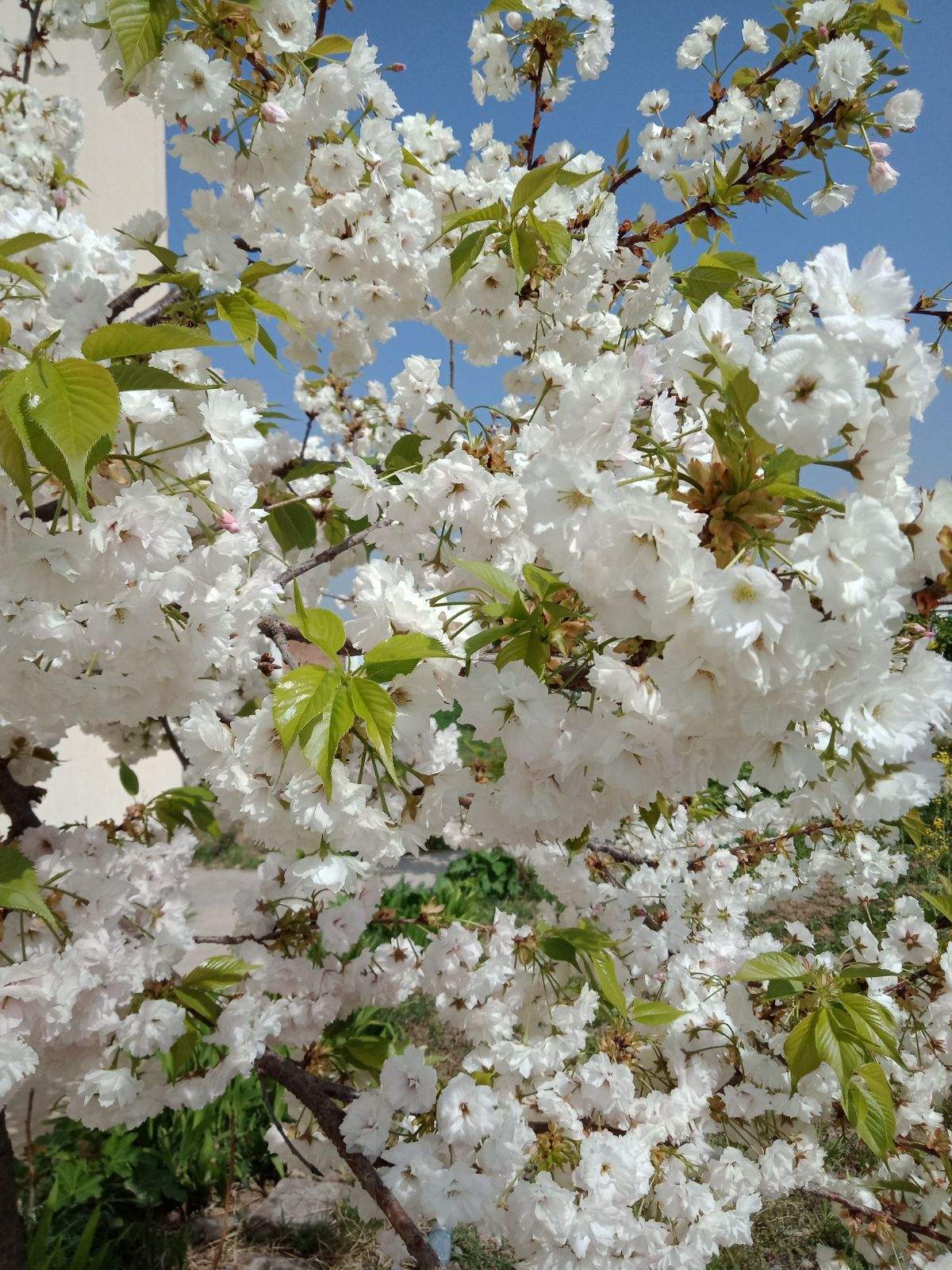 达人分享！评委豆豆“桃红柳绿”