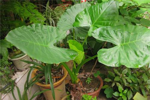 讲解！长得最快的植物是“雁过留声”