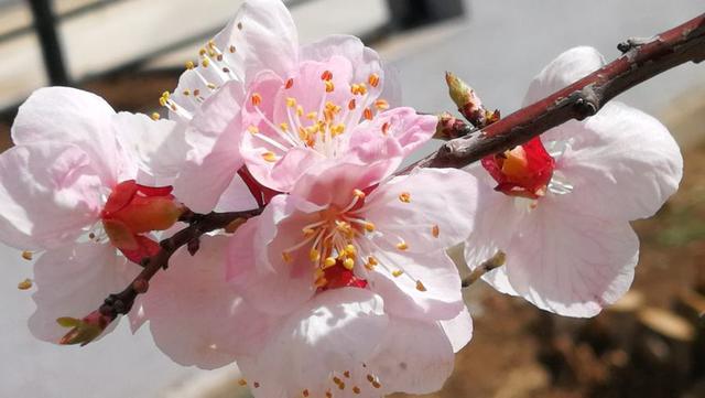 分析！李贺的雅号“高情逸态”