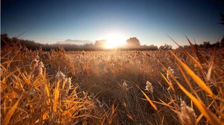 详情！农历九月十九是什么日子“雁过留声”