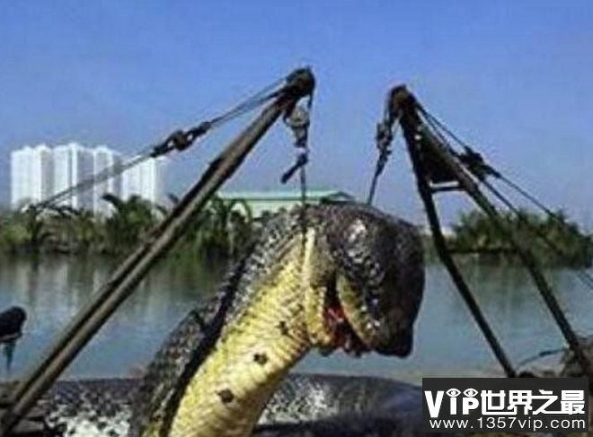 分析！挖出大蛇“冰清水冷”