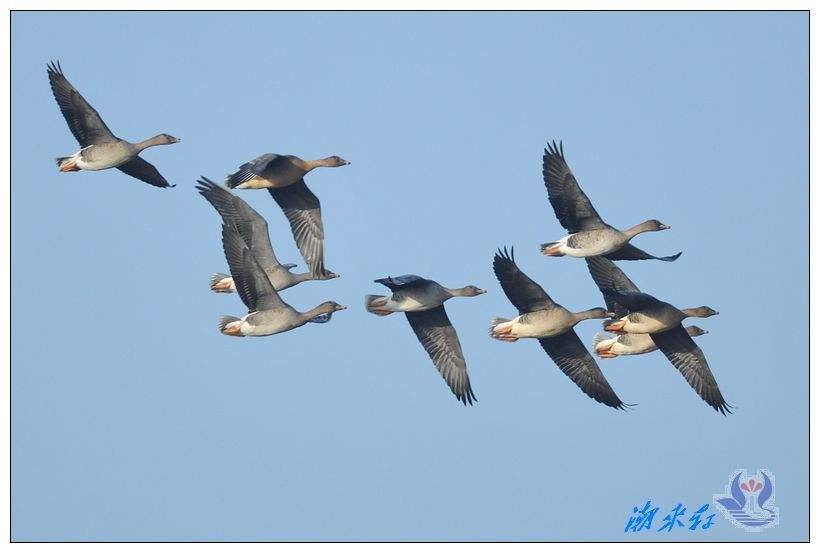 达人分享！李贺的雅号“雁过留声”