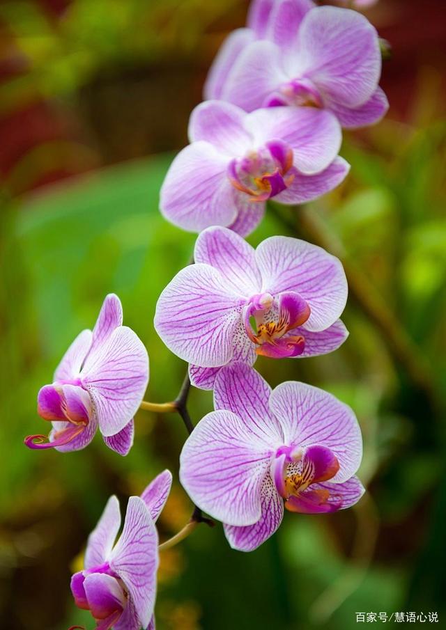 讲解！黑眼豆豆boomboom“空谷幽兰”