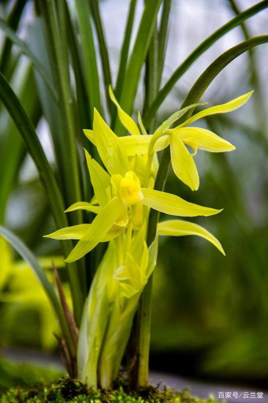讲解！蜀中吟“空谷幽兰”
