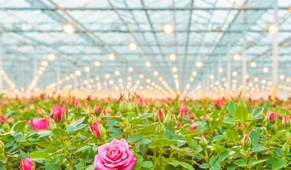 达人分享！椭圆周长计算公式“夏花依旧”