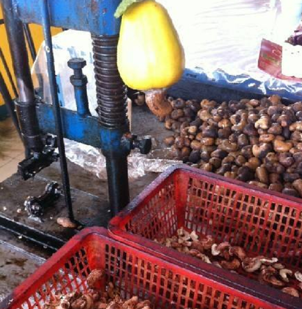 分析！腰果放置久了“夏花依旧”