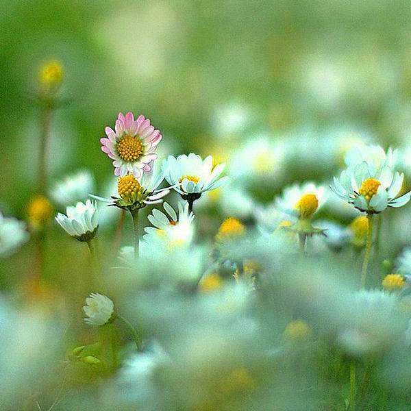 分析！cd44444“一抹红尘”