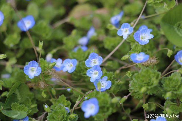 讲解！撒有拉拉是什么意思“星星点点”