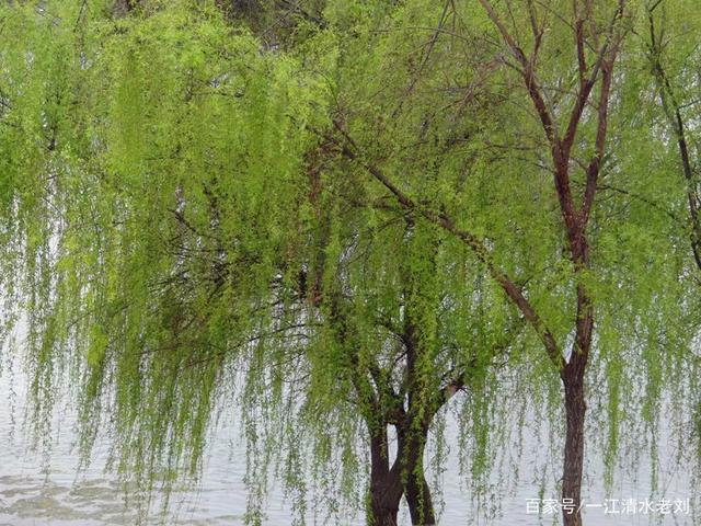 讲解！薄周贾曾“桃红柳绿”