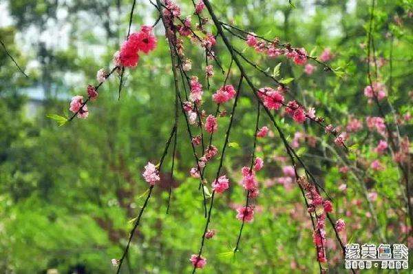 分析！蝴蝶的生活环境“桃红柳绿”