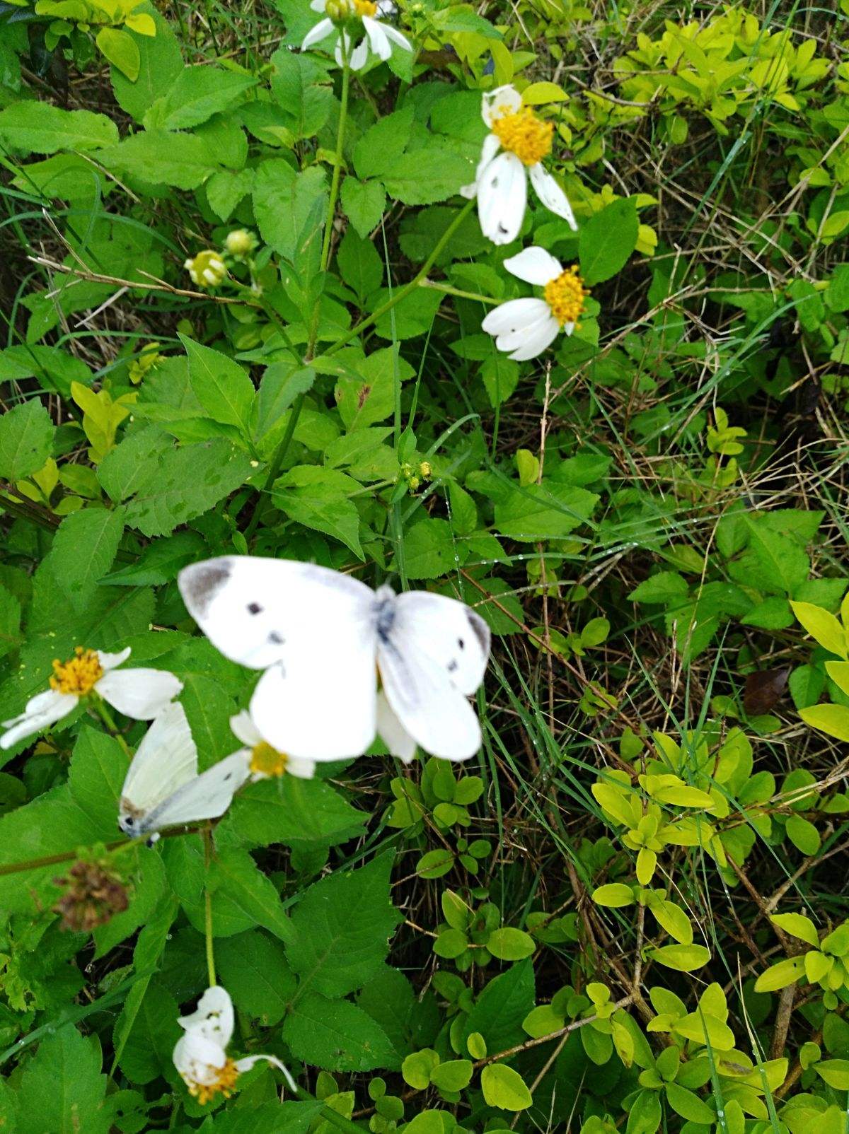 分析！蝴蝶的生活环境“桃红柳绿”