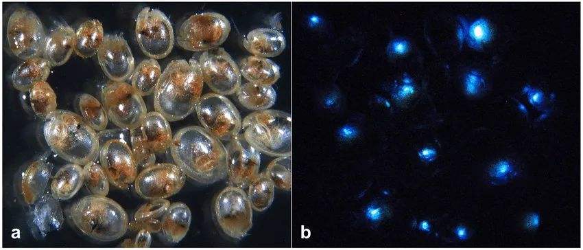 达人分享！中天微股票代码“星星点点”