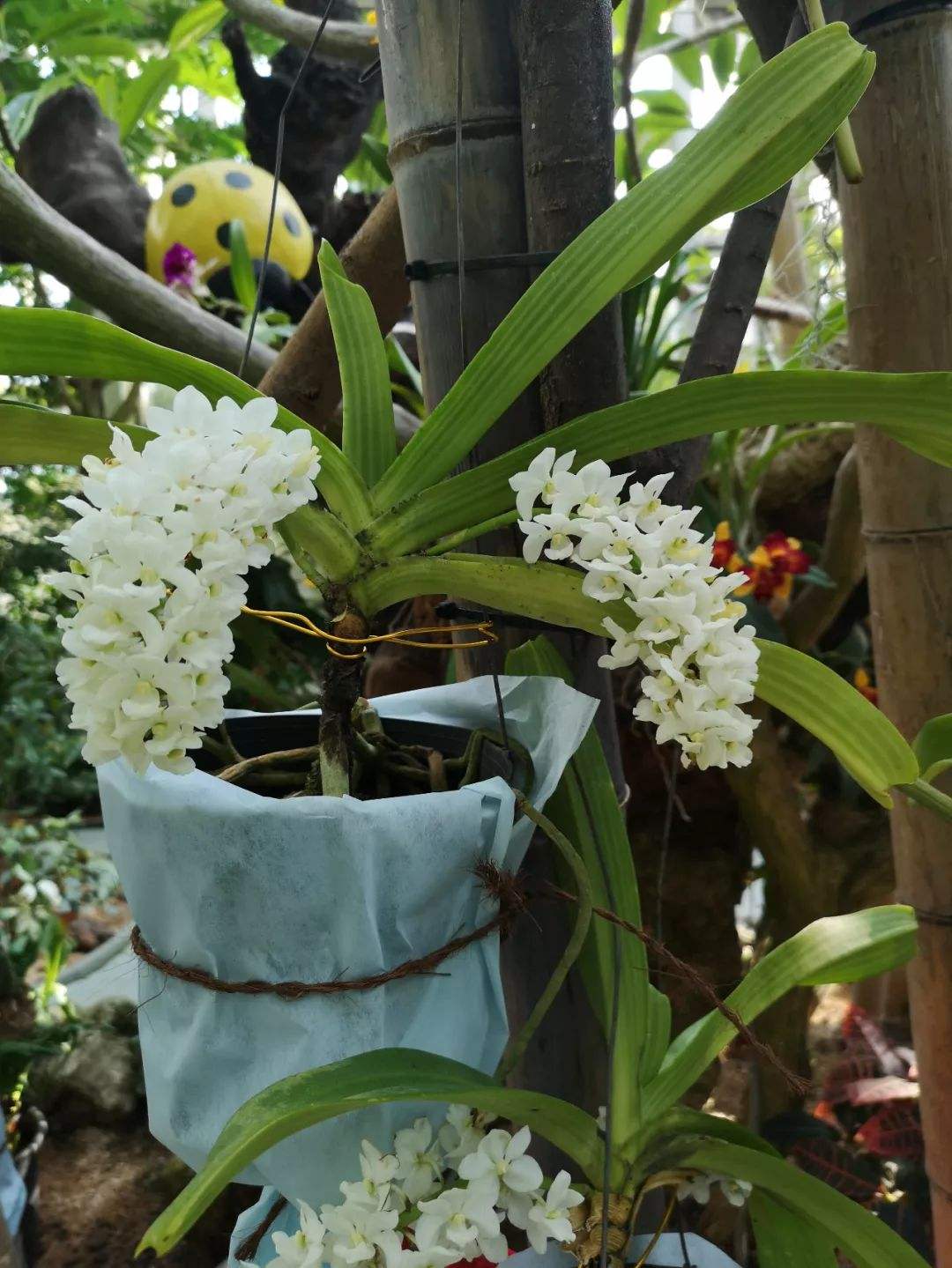 讲解！附近人100元一次去她家“空谷幽兰”