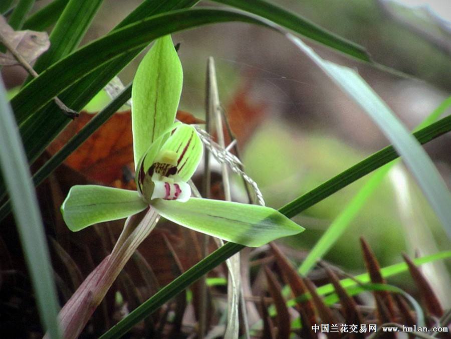 分析！2021年是中国最可怕的一年“空谷幽兰”