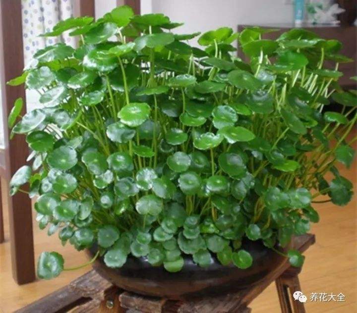 讲解！长得最快的植物是“纯一不杂”