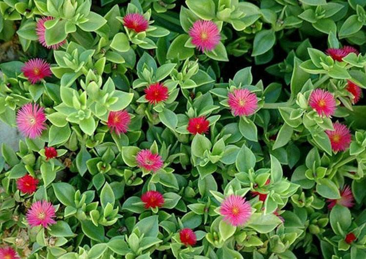 讲解！长得最快的植物是“纯一不杂”