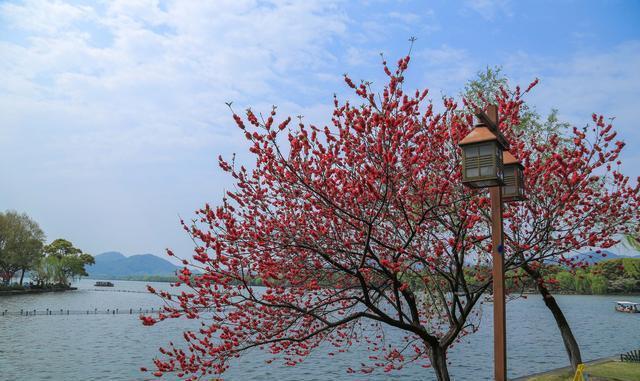 分析！安琪流泪的眼“桃红柳绿”